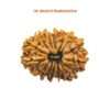 14 Mukhi Rudraksha