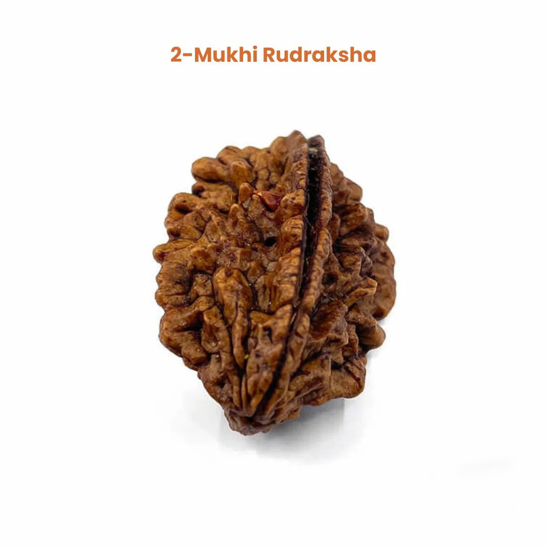 2_mukhi_rudraksha