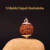 5 Mukhi  Rudraksha
