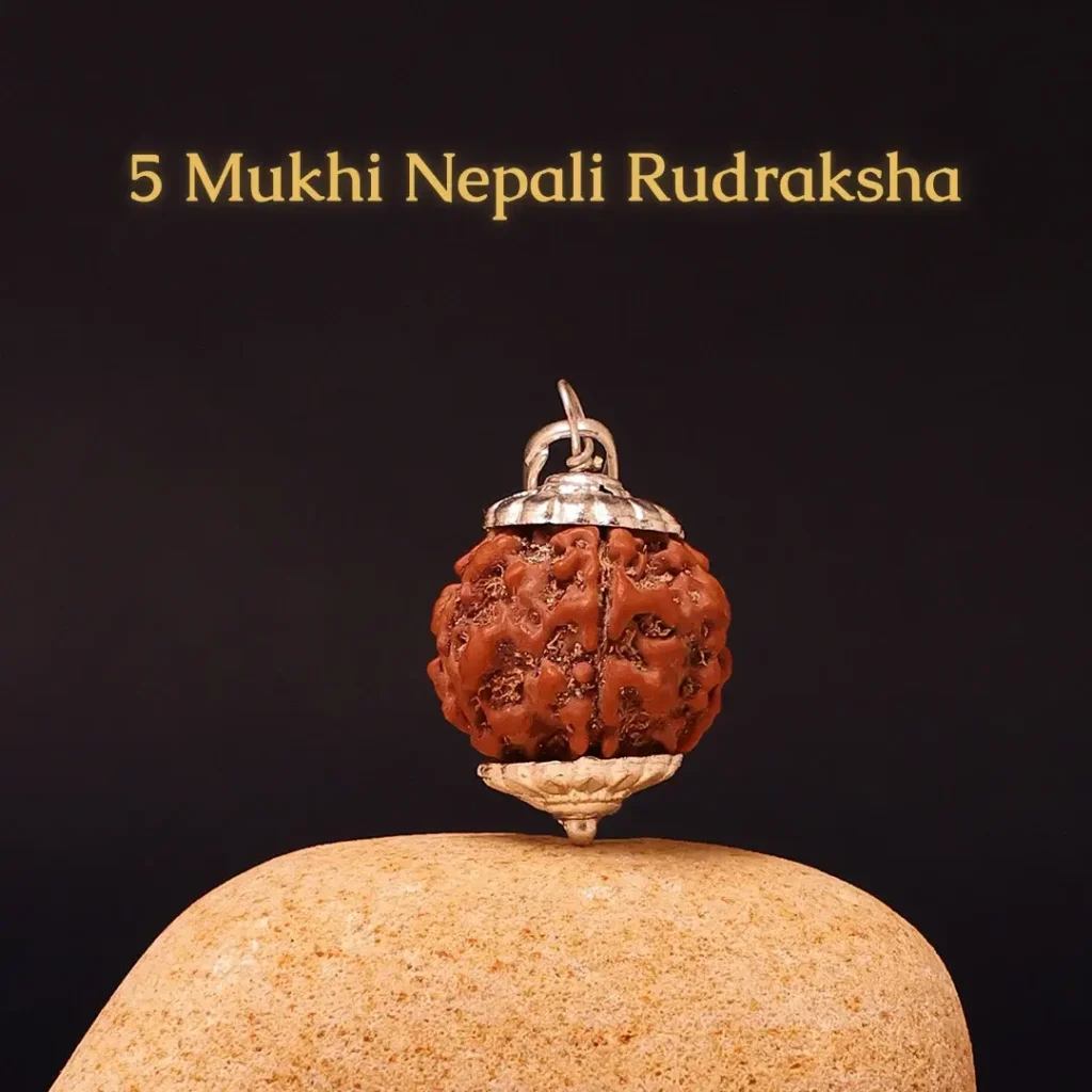 5_Mukhi_Rudraksha