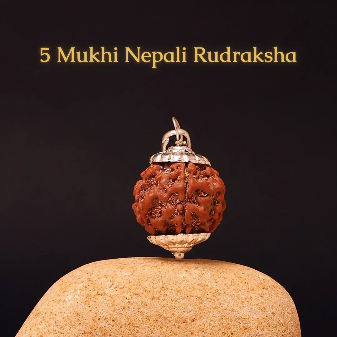 5_Mukhi_Rudraksha