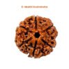 6 Mukhi Nepali Rudraksha
