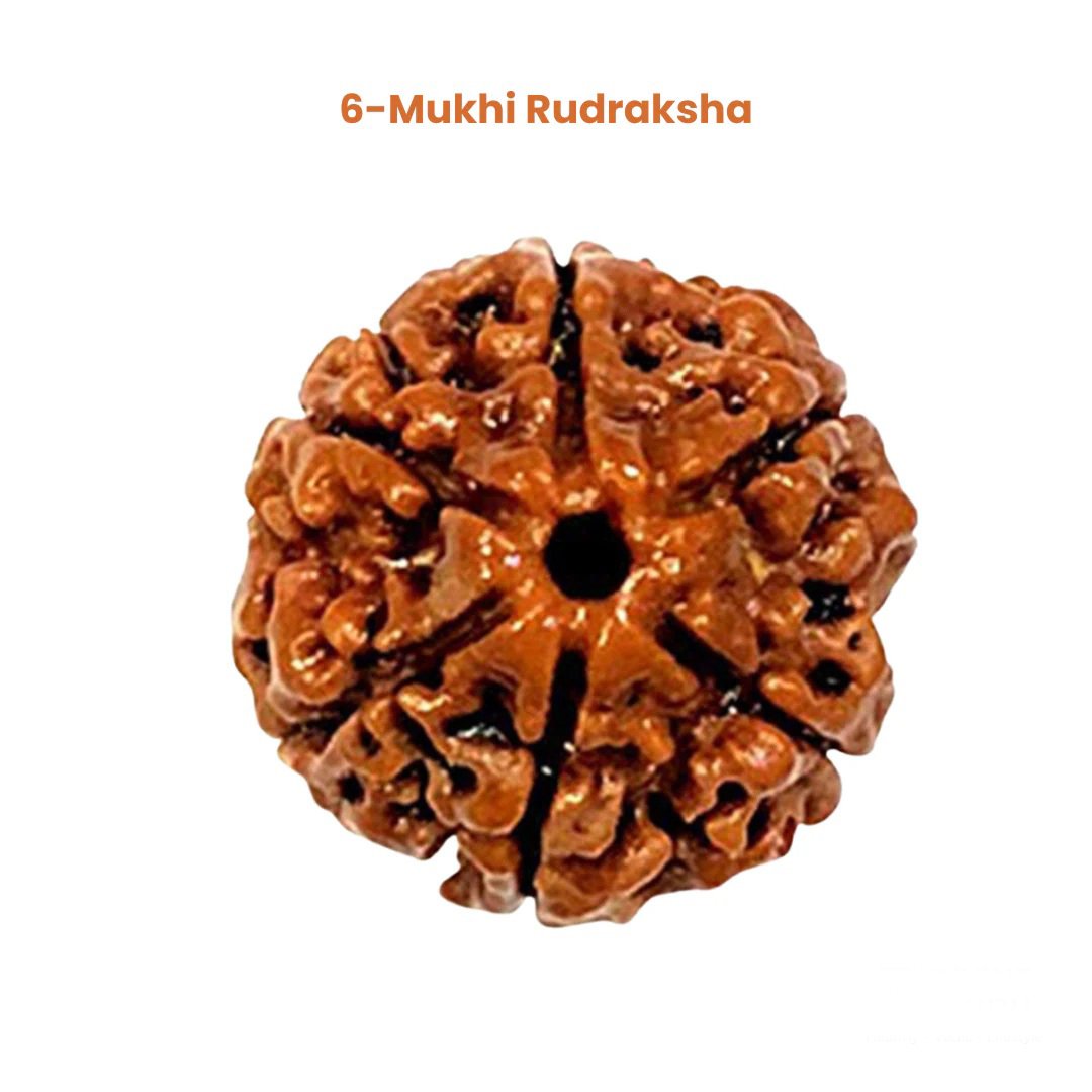 6_mukhi_rudraksha