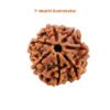 7 Mukhi Rudraksha