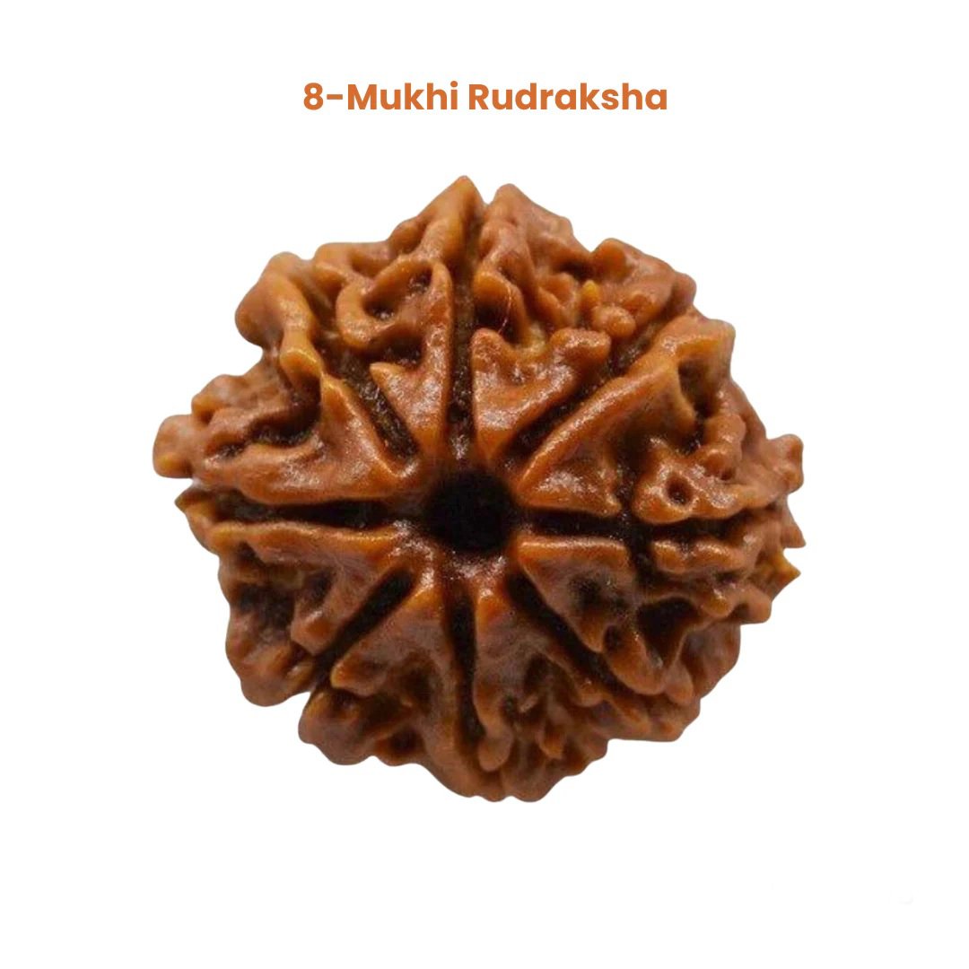 8_mukhi_rudraksha