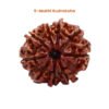 9 Mukhi Rudraksha