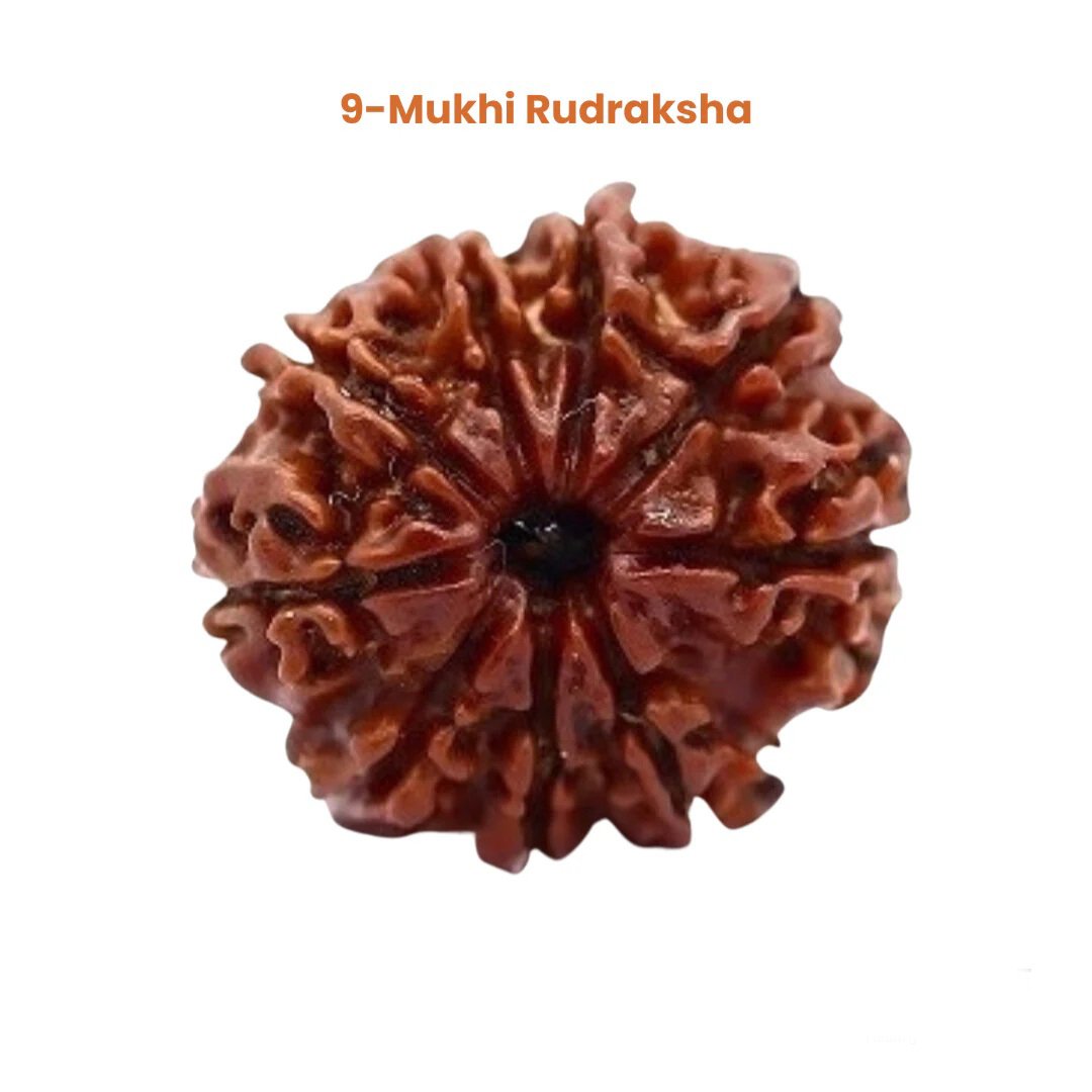 9_mukhi_rudraksha
